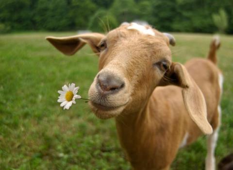 Piccolo allevamento e biodiversità