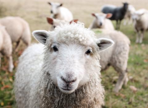 Piccolo allevamento e biodiversità