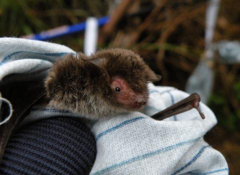 Parliamo di... PIPISTRELLI
