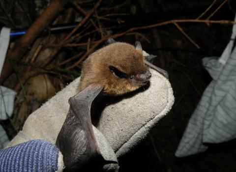 Parliamo di... PIPISTRELLI