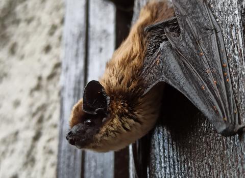 Parliamo di... PIPISTRELLI