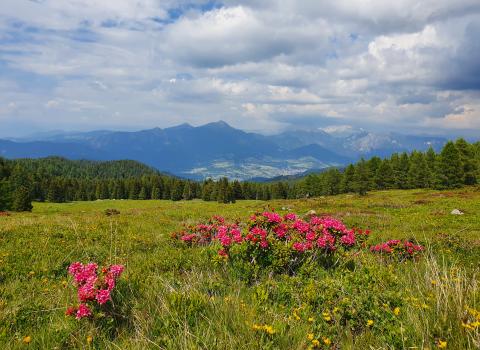 Panorami a 360°