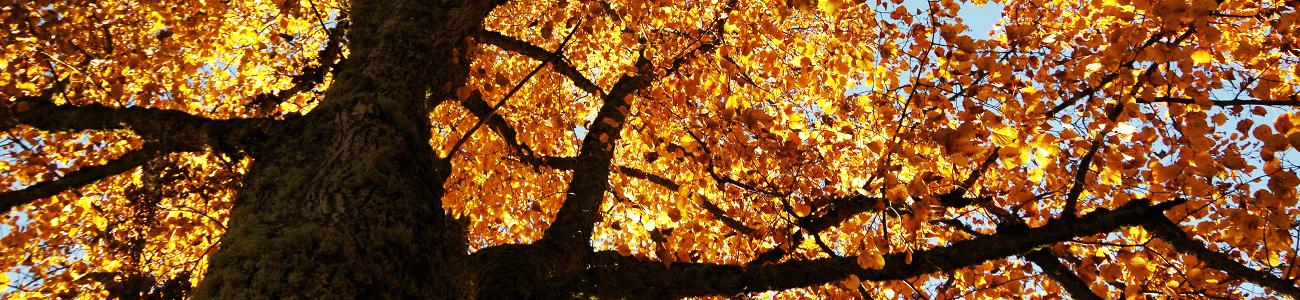 Riserva Provinciale Prati di Monte