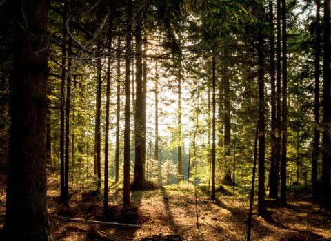 Dal Bosco a Casa