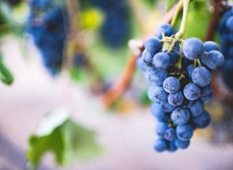 Piwi: vini buoni per noi e per l'ambiente