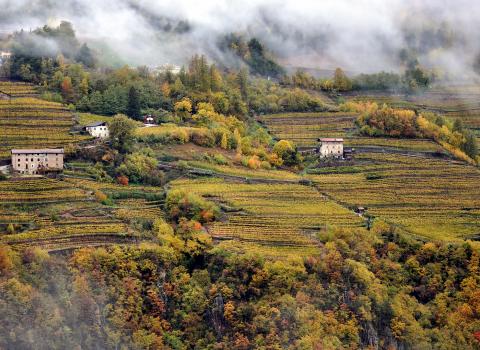 I vitigni storici del Trentino, tra identità e mercato