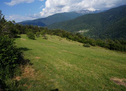Prati e pascoli di montagna: come e perché tutelarli?