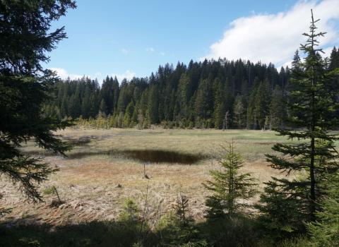 Le torbiere d'alta quota del Monte Corno
