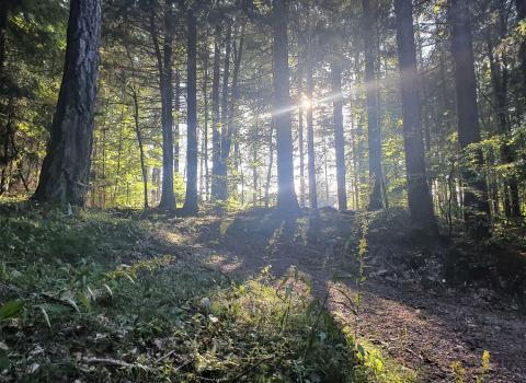 Voci dal bosco