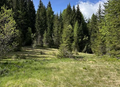 Da Montesover alla Malga Venera