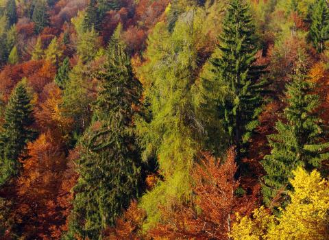 I Colori dell'Autunno I Colori dell'Autunno