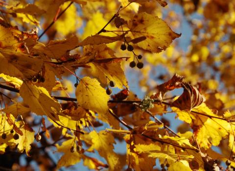 I Colori dell'Autunno I Colori dell'Autunno