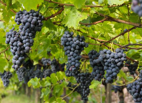 I Colori dell'Autunno I Colori dell'Autunno