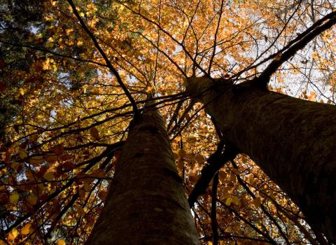 I Colori dell'Autunno I Colori dell'Autunno