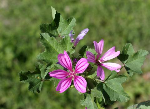 Panorami primaverili Panorami primaverili
