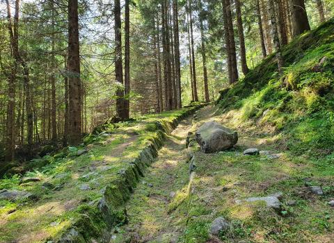 Voci dal Bosco Voci dal Bosco