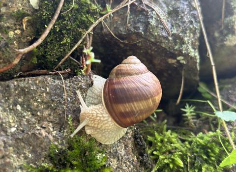 Giro del Monte Paludi