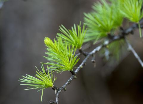 Giro del Monte Paludi Giro del Monte Paludi