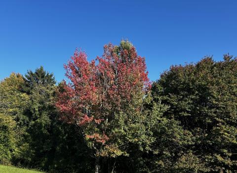 Il sentiero botanico naturalistico