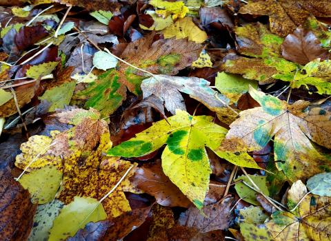 Il sentiero botanico naturalistico