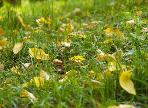 Il sentiero botanico naturalistico