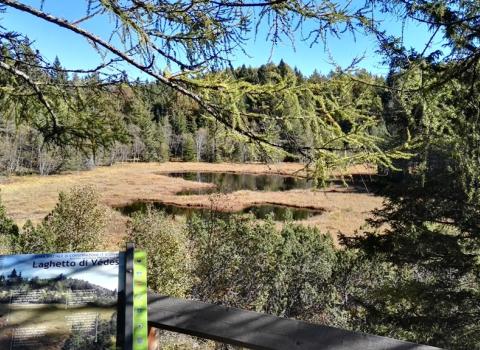 Il Lac del Vedes, scrigno di biodiversità