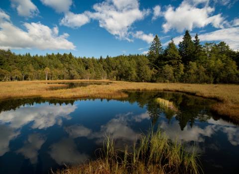 Il Lac del Vedes, scrigno di biodiversità Il Lac del Vedes, scrigno di biodiversità