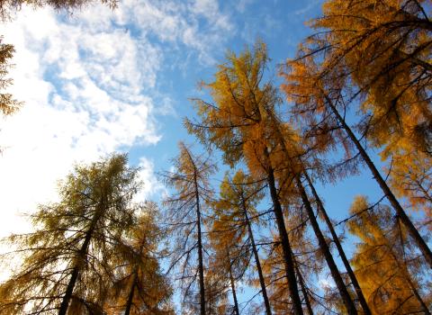 Il Lago di Valda, torbiera d'alta quota Il Lago di Valda, torbiera d'alta quota