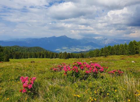 I pascoli della Valle dei fiori