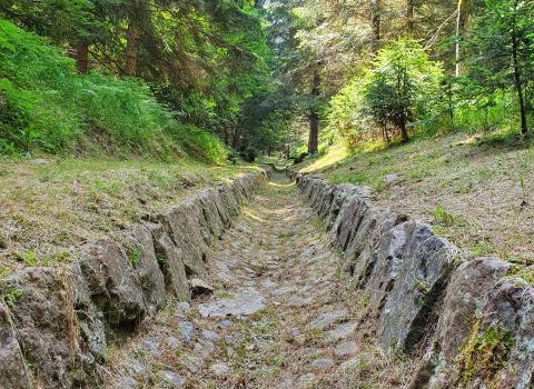 Voci dal bosco Voci dal bosco