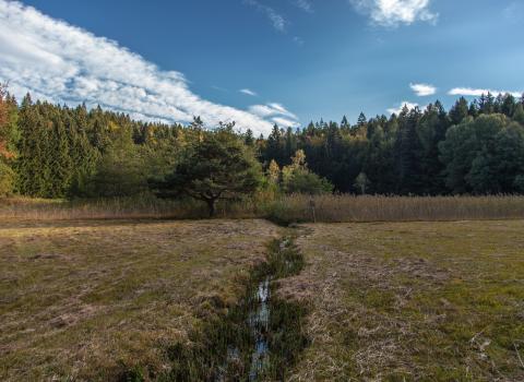 Il Lago Santo e la torbiera del Lagabrun Il Lago Santo e la torbiera del Lagabrun