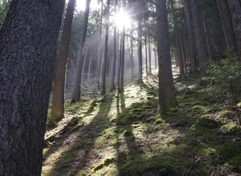 Le piccole frazioni di Valfloriana Le piccole frazioni di Valfloriana