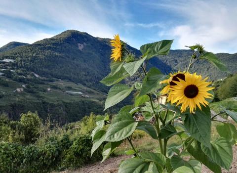 Il Castello di Segonzano e il canyon del Prà