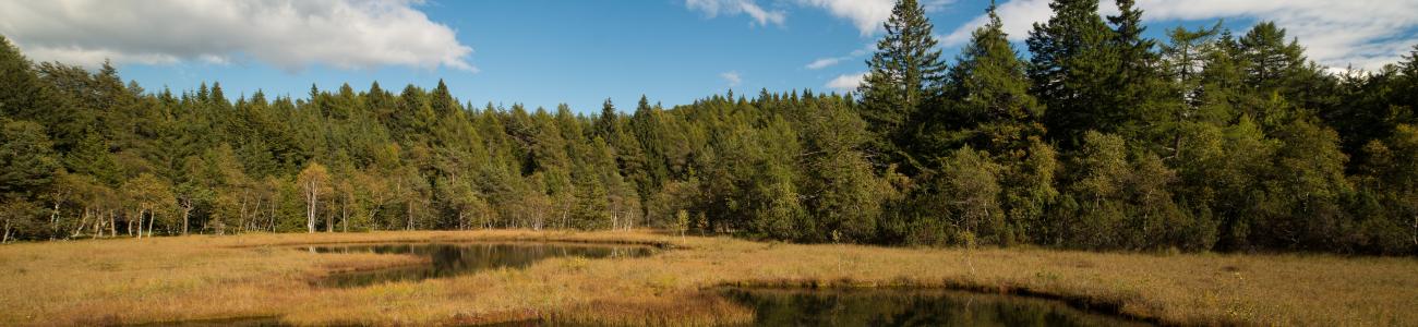 Il Lac del Vedes, scrigno di biodiversità Il Lac del Vedes, scrigno di biodiversità