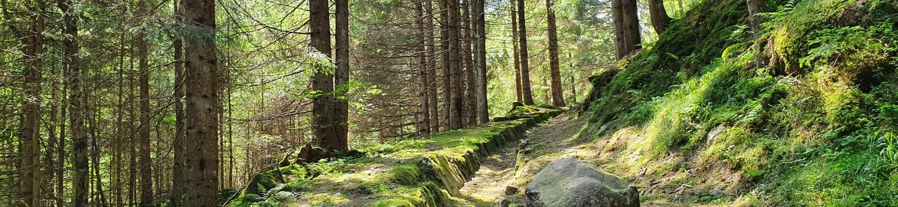 Voci dal bosco Voci dal bosco