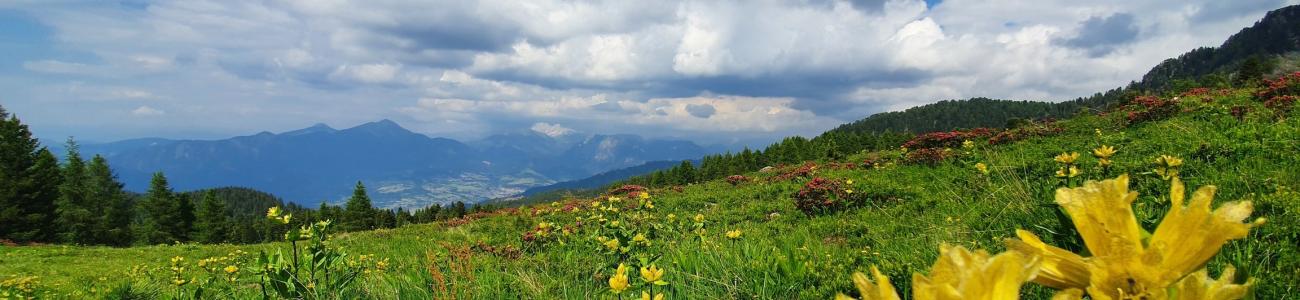 I pascoli della Valle dei fiori I pascoli della Valle dei fiori