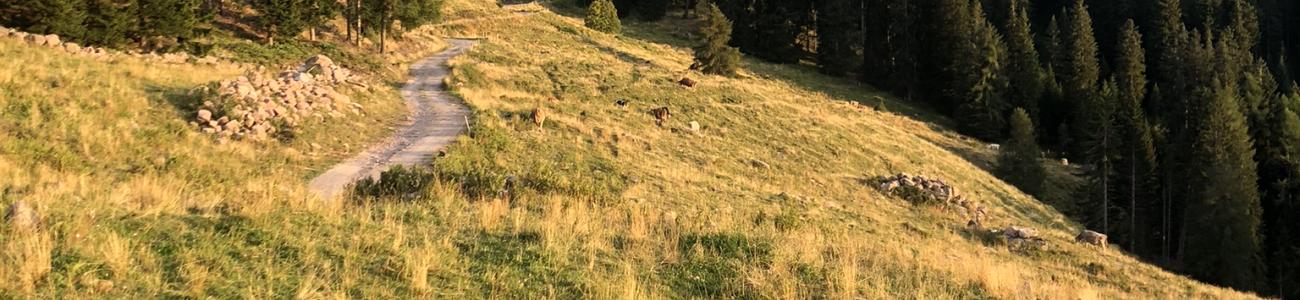 Da Montesover alla Malga Venera