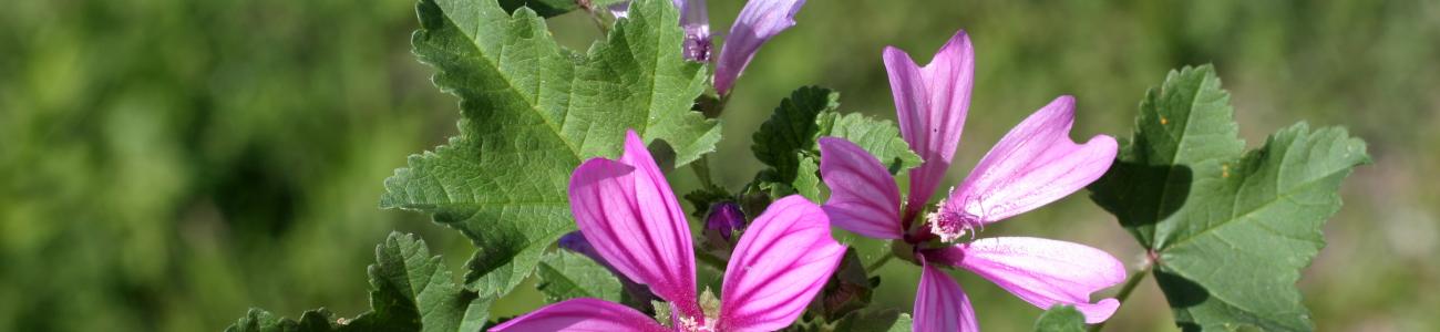 Panorami primaverili Panorami primaverili