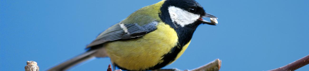 Le campagne di Sevignano Le campagne di Sevignano