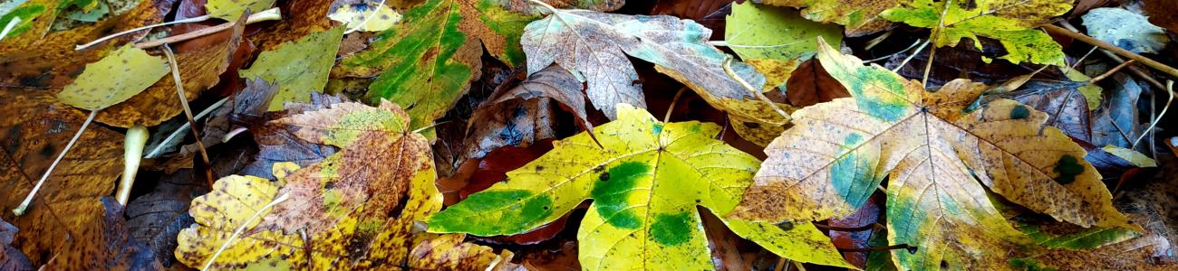 Il sentiero botanico naturalistico